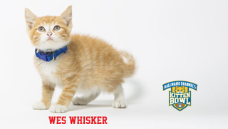 Illustration for article titled Kitten Bowl Player Names, Ranked